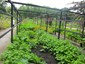 vegetable garden 1