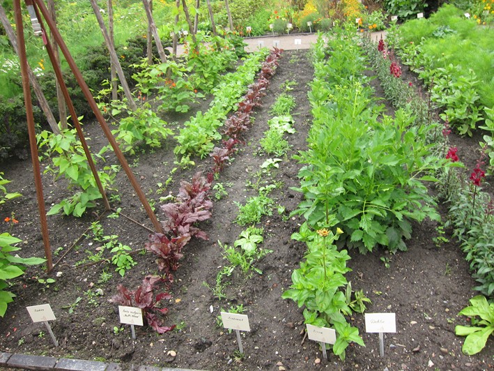 vegetable garden 3
