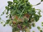 haddock salad