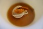 scallop in beef broth