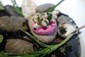 beetroot meringue close up