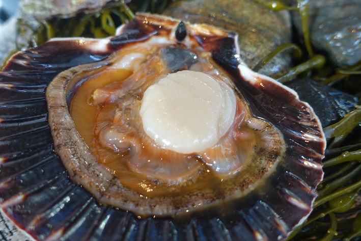 scallop before cooking