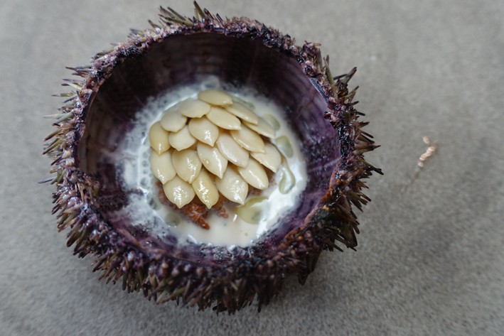 sea urchin with pumpkin seed