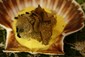 scallop and truffle