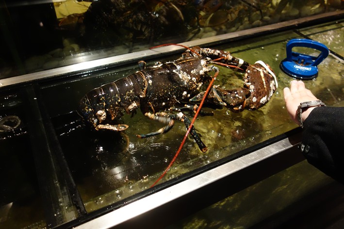 large lobster