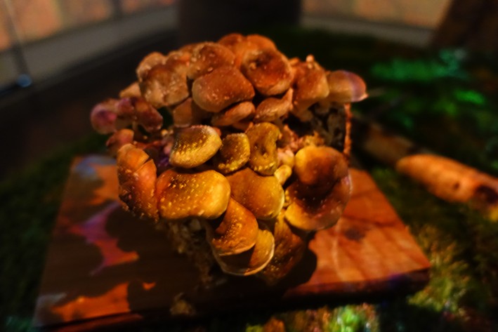 display of shiitake mushrooms