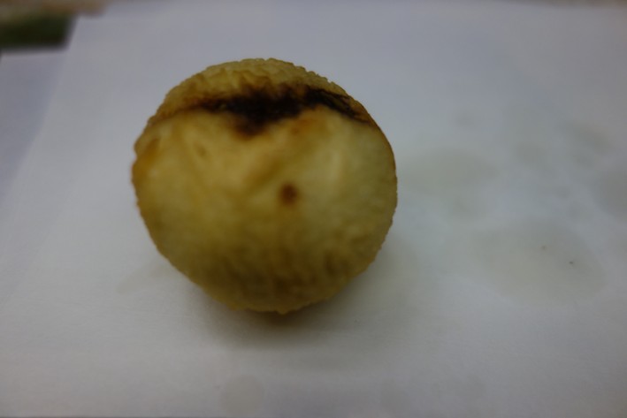 onion tempura